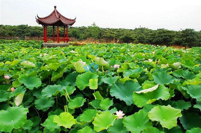 杭州基地之杨墩休闲农庄