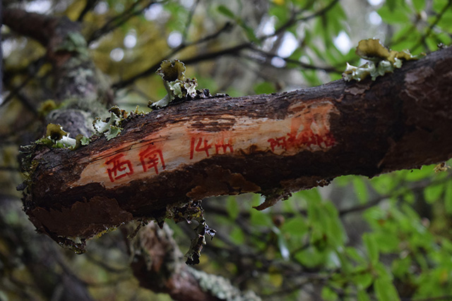 DSC_0517.jpg